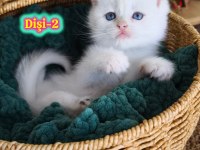 Safkan British Longhair ve Shorthair Show Kalite Yavrular