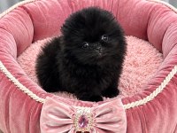Pomeranian Ayıcık Teacup Yavrumuz