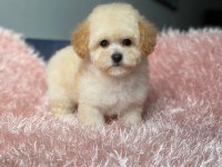 Üst Kalite Baby Face Maltipoo Yavrum