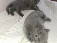 British shorthair yavrularımız