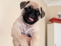 2 Aylık yavru pug orijinal erkek