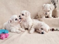 Mini Boy Maltese Bebekler
