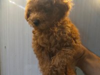 Sevimli ve Oyuncu Poodle Yavrularımız