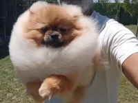 Orijinal pomeranian boo