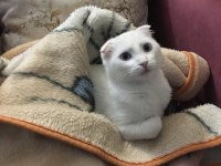 2 yaşında kısır dişi scottish fold yavrum