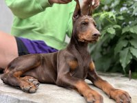KIZIL KİNG DOBERMAN YAVRU