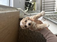 Maltipoo Yavrular