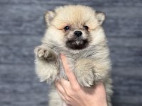 Pomeranian bebekleri