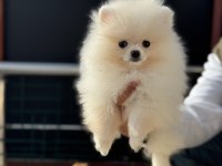 Yasal ruhsatlı çiftlikden ziyarete açık pomeranian