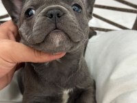 KALİTELİ BLUE FRENCH BULLDOG BEBEKLER