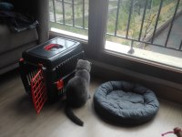 Scottish fold erkek 4 aylık
