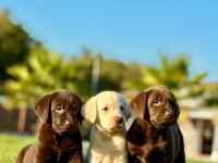 ÖZEL VE SAĞLIK IRK GARANTİLİ LABRADOR YAVRULARI 