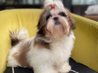 Şecereli shih tzu