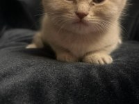 55 günlük scottish fold yavrularımız