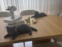 Erkek yavru british shorthair kedisi