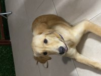 Orjinal golden retriever yavrusu