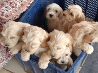 Orijinal maltipoo bebekler