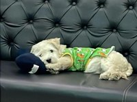Evde bakılmış sevimli yavru maltipoo