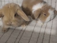 SARI / KARAMEL BEYAZ HOLLANDA LOP TAVŞANI ÇİFT RENKLİ