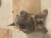 New shade isabella tan maybe fluffy taşıyıcı french bulldog