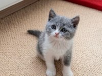 Blue Bicolor ve Golden Müthiş British Shorthair Yavrular