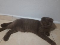 2 yaşında dişi kızlarımız scottish fold