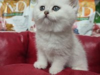 British shorthair