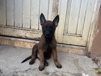 A kalite yavru hızlı olan kazanır