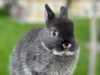 Netherland Dwarf (CÜCE TAVŞAN) BEBEKLER YENİ YUVASINI ARIYOR