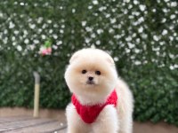 Pomeranian boo köpekleri