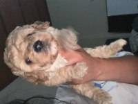 Harika Maltipoo Yavruları