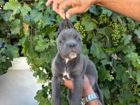 CANE CORSO YAVRULARIMIZ