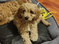 2 Aylık Cavapoo Dişi