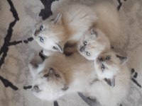 Bluepoint British Shorthair Yavrular
