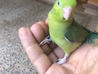 Erkek Yavru Forpus