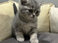 TABBY BRİTİSH SHORTHAİR