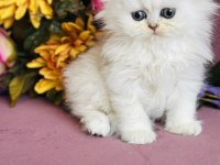 Orijinal Scottish Fold