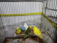 4 muhabbet kuşu açıklama ya bakın