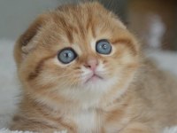 Portakal Rengi Ny24 Scottish Fold