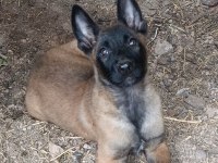 Orjinal Belçika Malinois Bebekler