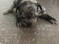 Black ve black Merle french bulldog yavrularımız