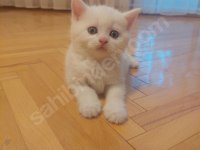 Kar Beyaz British Longhair