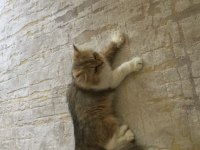 Brıtısh longhair sahiplendirilecek