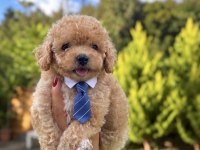 Tr De Tek Mükemmel Güzellikteki Maltıpoo Yavrumuz