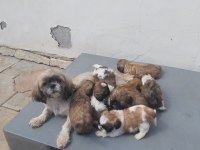 Bebeklerimiz Yeni Ailelerini Bekliyor Sihh Tzu