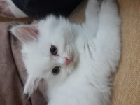 Pamuk kedimiz Simba mi kim ister