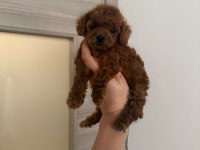Dişi ve Erkek Kore Korekan Poodle Yavrularım