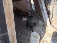 Hint tavukları