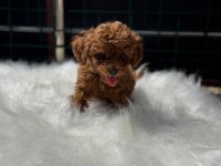Petmode Köpek Çiftliğinden Kore Toy Poodle