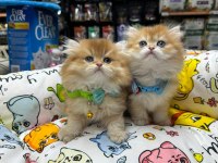 Nadi̇r Bulunan Kali̇te A British Longhair